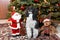 Harlequin poodle and Santa sitting by christmas tree