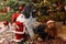 Harlequin poodle and Santa sitting by christmas tree