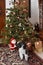 Harlequin poodle and Santa sitting by christmas tree