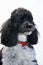 Harlequin poodle seven years  old