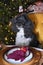 Harlequin poodle waits for  christmas dinner