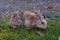 harlequin rabbit eating grass in the park  blurred photo