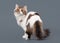 Harlequin scottish highland kitten with white on gray ba