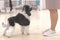 Harlequin small poodle standing in a stand at a dog show