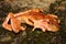 The harlequin tree frog (Rhacophorus pardalis) during defensive behavior - covered eyes