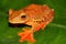 Harlequin tree frog (Rhacophorus pardalis) in natural habitat, Borneo