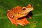 Harlequin tree frog (Rhacophorus pardalis) in natural habitat, Borneo