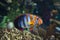 Harlequin tuskfish Choerodon fasciatus, multicolor coral fish.