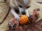 Harli the Chihuahua playing with toys