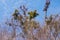 A harmful plant a parasite on poplars against the sky