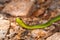 Harmless inoffensive green snake closeup on ground