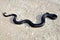 A harmless mole snake. Harmless?