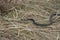 Harmless snakes in the woods, closeup forest snake