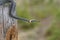 Harmless snakes in the woods, closeup forest snake