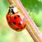 Harmonia Axyridis  or Harlequin Ladybird.