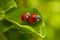 Harmonia axyridis, most commonly known as the harlequin, multicolored Asian, or Asian ladybeetle. Two ladybirds mating on a leaf