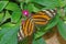 Harmonia Tigerwing - Tithorea harmonia