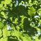 Harmonic pattern of green leaves in detail