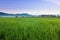 Harmonic view of paddy field with blue sky at Sabah, Borneo