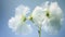 Harmonious Balance White Flowers Against A Blue Background