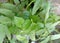 Harmonious Coexistence: Chinese Evergreen and Ferns Thriving Together