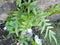 Harmonious Coexistence: Chinese Evergreen and Ferns Thriving Together