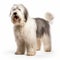 Harmonious Coloration: Old English Sheepdog In White Background