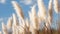 The Harmonious Dance of Pampa Grass in the Sun\\\'s Warm Embrace. Generative AI