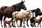 Harmonious Farm Animal Ensemble: Goat, Sheep, Buffalo, Cattle, Horse, Donkey, Hen