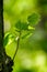 Harmonious forest detail, with plane leaves