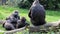 Harmonious gorilla family