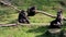 Harmonious gorilla family and watching silverback