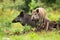 Harmonious wild boar piglet and adult standing on glade in summer