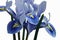 Harmony Dwarf Iris fkowers