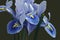 Harmony Dwarf Iris fkowers