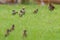 Harmony in Flight: Small Sparrows Unite on Green Grass Background