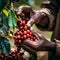 Harmony in Harvest: Skilled Hands Gathering Ripe Coffee Cherries