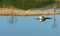 Harmony landscape, floating house ,reflection, dry tree