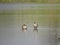 Harmony in Pair: Elegant Spot-billed Ducks Captured in Synchronized Beauty