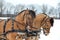 Harness driving horse team in winter day