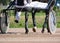 Harness horse racing. Horses trotter breed in motion on hippodrome.