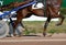 Harness horse racing. Horses trotter breed in motion on hippodrome.