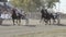 Harness horses trot to the finish before people on a stadium (slow motion)