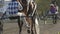 Harness horses walk on a track on a stadium after a race (slow motion)