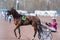 Harness racing in Sweden