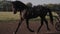 Harness racing on training hippodrome, horsewoman is driving cart