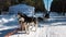 Harnessed black and white Siberian huskies stand on a snowy road