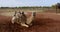 Harnessed Camel in Outback Australia.