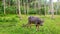 A harnessed carabao stands in a coconut plantation in the Philippines.