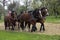 Harnessed Cob Normand Draft Horse, French Breed